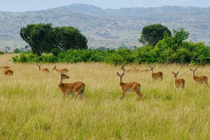 13 Day Uganda Safari With Gorillas, Chimps & Tree Climbing Lions - Comfortable Accommodations
