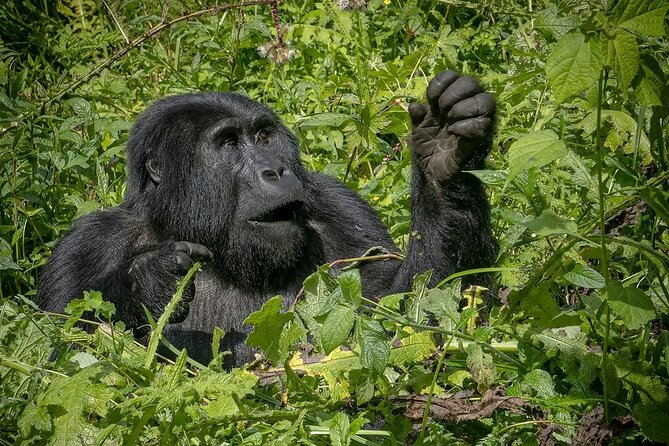 13 Day Uganda Safari With Gorillas, Chimps & Tree Climbing Lions - Meals and Refreshments