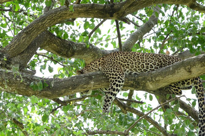 13 Day Uganda Safari With Gorillas, Chimps & Tree Climbing Lions - Convenient Transportation