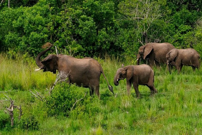 13 Day Uganda Safari With Gorillas, Chimps & Tree Climbing Lions - Booking and Cancellation