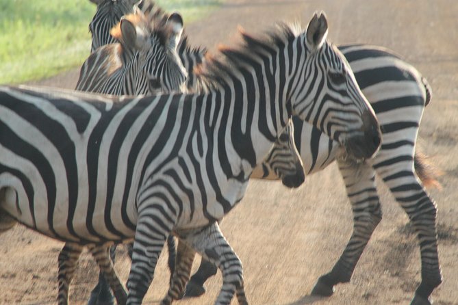 13-Day Wildlife Adventure Trip to the Pearl of Africa - Cultural Immersion Experiences
