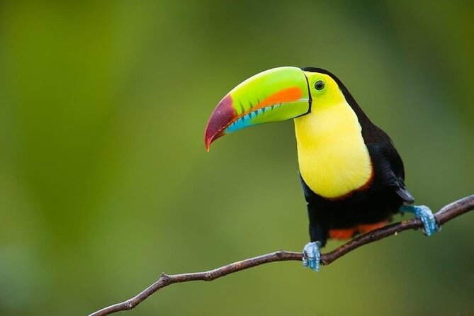 13 Days Essential Costa Rica With Extension to Manuel Antonio Beach & San Jose - Key Points