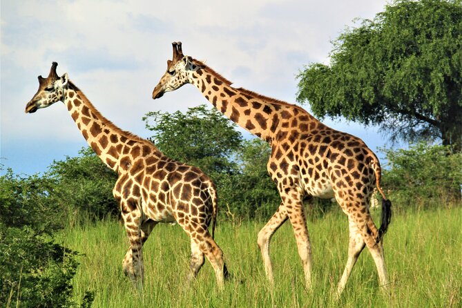 13 Days Private Tour to Discover Ugandas Best Safari - Inclusions