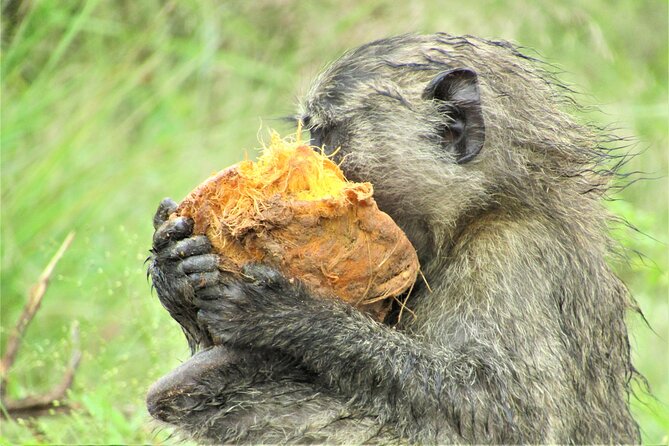 13 Days Private Tour to Discover Ugandas Best Safari - Pickup and Schedule