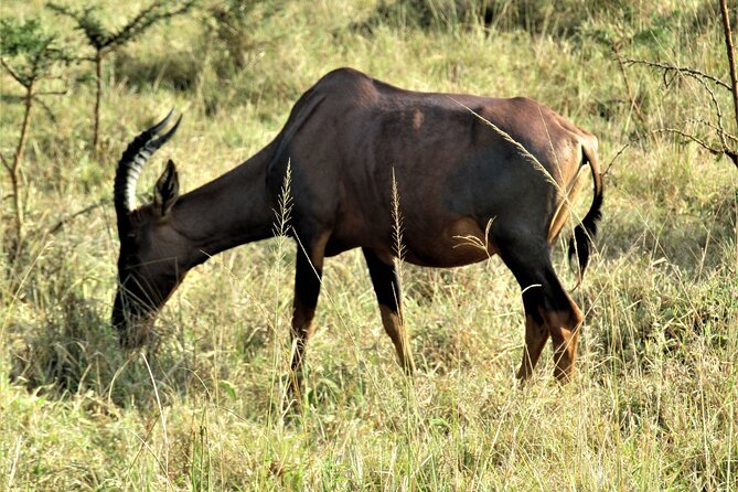 13 Days Private Tour to Discover Ugandas Best Safari - Health and Accessibility
