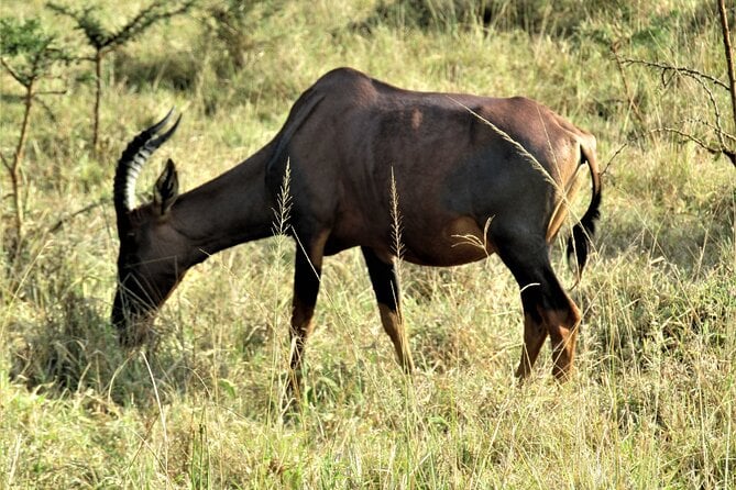 13 Days Private Tour to Discover Ugandas Best Safari - Reviews and Ratings