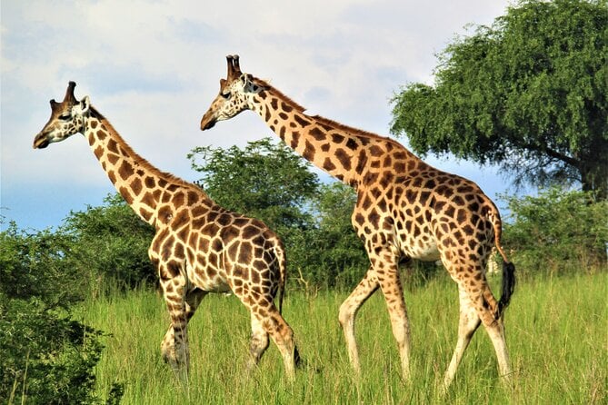 13 Days Private Tour to Discover Ugandas Best Safari - Cancellation Policy