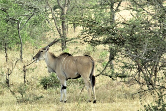 13 Days Private Tour to Discover Ugandas Best Safari - Wildlife Encounters