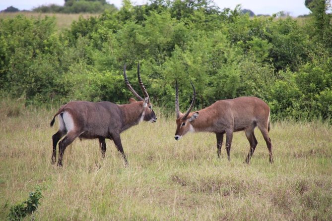 14 Day Pearl of Africa Uganda Classic Wildlife Safari - Pickup and Meeting Information