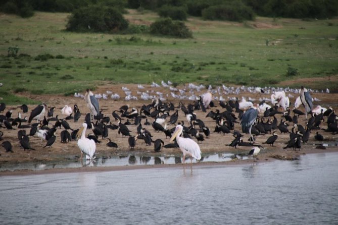 14 Day Pearl of Africa Uganda Classic Wildlife Safari - Booking Confirmation Process