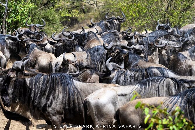 14-Day Serengeti Maasai Mara Amboseli Tarangire Zanzibar - Accommodation and Meals