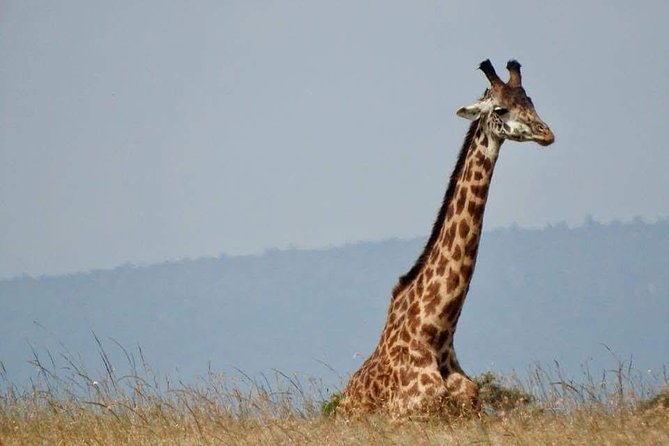14-Day Serengeti Maasai Mara Amboseli Tarangire Zanzibar - Airport Pickup and Drop-off