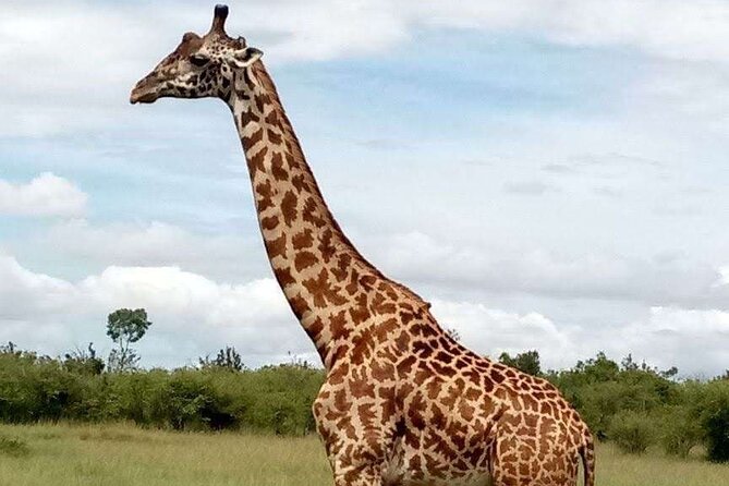 14-Day Serengeti Maasai Mara Amboseli Tarangire Zanzibar - Accessibility and Participation