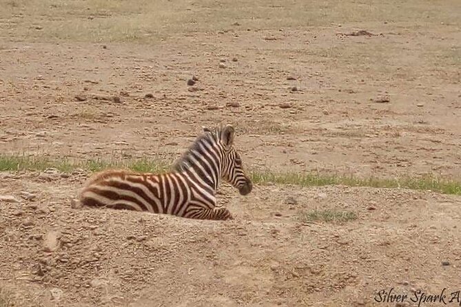 14-Day Serengeti Maasai Mara Amboseli Tarangire Zanzibar - Cancellation Policy