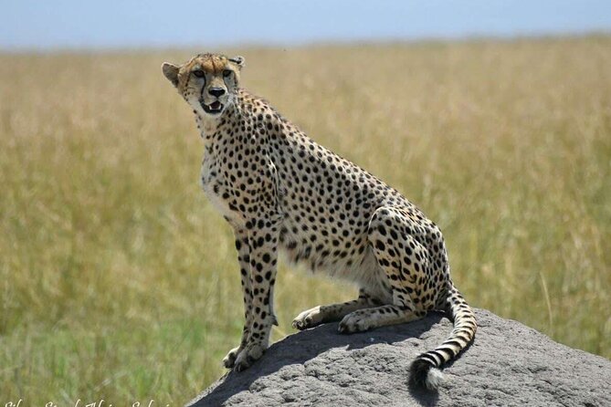 14-Day Serengeti Maasai Mara Amboseli Tarangire Zanzibar - Highlights of the Tour