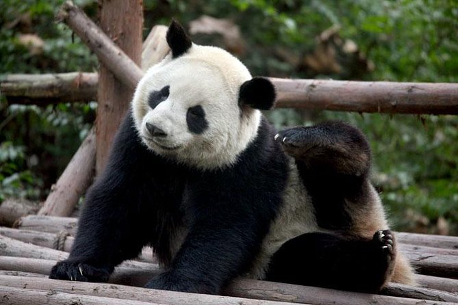 14-Day Small-Group Tour to Beijing, Xian, Chengdu, Yangtze, Chongqing, Shanghai - Yangtze River Cruise