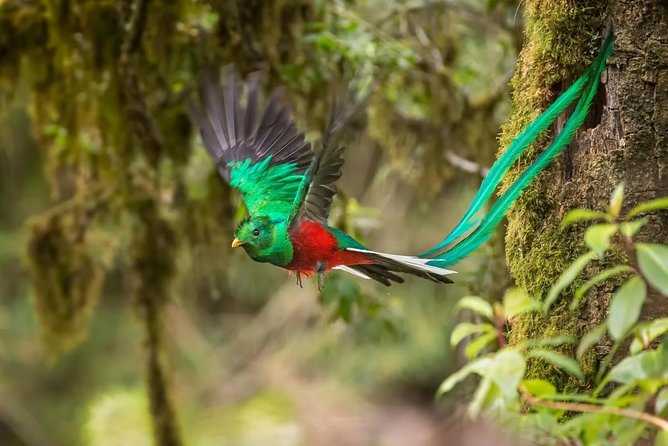 14 Days Private Sightseeing Tour in Guatemala - Key Points