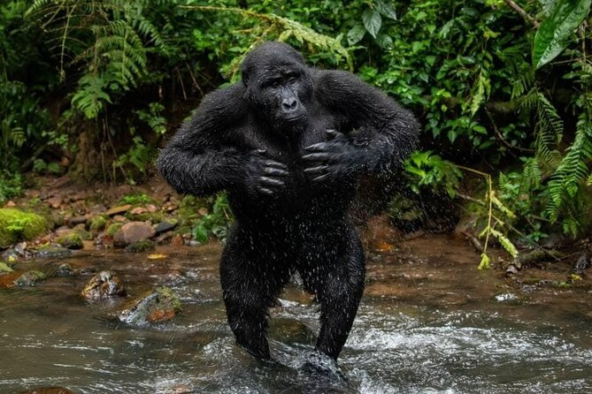 14 Days Uganda Safari Adventure, Gorilla Trekking and WildlifeTour - Booking and Pickup