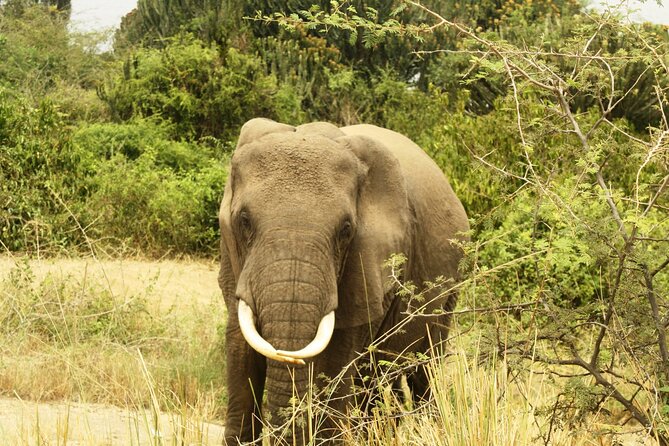 14 Days Uganda Safari Adventure, Gorilla Trekking and WildlifeTour - Operator and Guarantees
