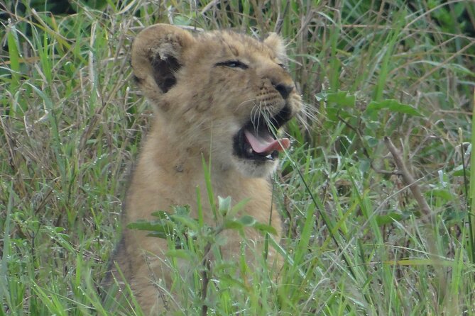 14 Days Uganda Safari Adventure, Gorilla Trekking and WildlifeTour - Review Highlights