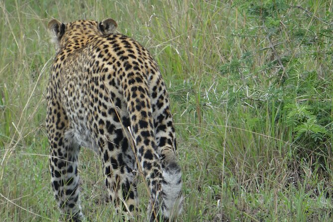 14 Days Uganda Safari Adventure, Gorilla Trekking and WildlifeTour - Gorilla Trekking Permit