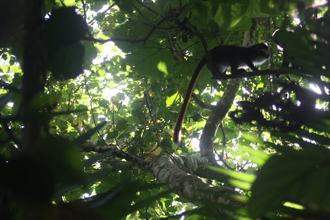 14 Days Uganda Safari Adventure, Gorilla Trekking and WildlifeTour - Chimpanzee Tracking Permit