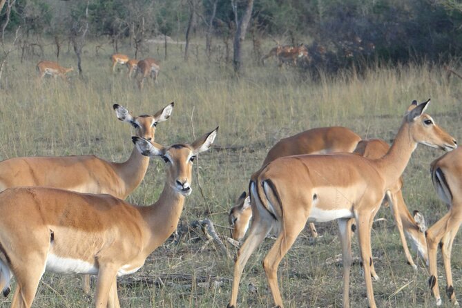 14 Days Uganda Safari Adventure, Gorilla Trekking and WildlifeTour - Accommodation and Meals