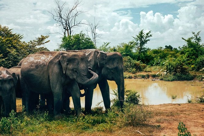 14-Nights/15-Days Sri Lanka Round Tour by Car - With Udawalawa Safari - Itinerary and Activities