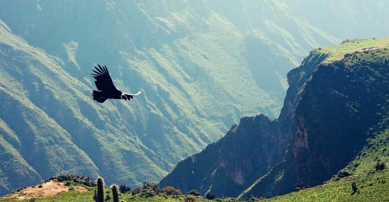 14D Lima Inca Trail Machu Picchu Puno Colca Canyon Ica Nazca - Included Services and Amenities