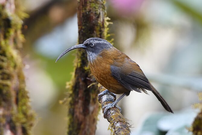 15-Day Bird Watching and Cultural Tour in Bhutan - Bird Watching Highlights