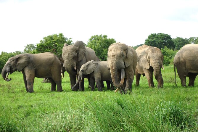 15-Day Ghana Wildlife Private Tour - Key Points
