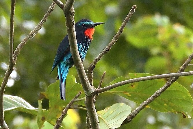 15-Day Ghana Wildlife Private Tour - Destination Highlights