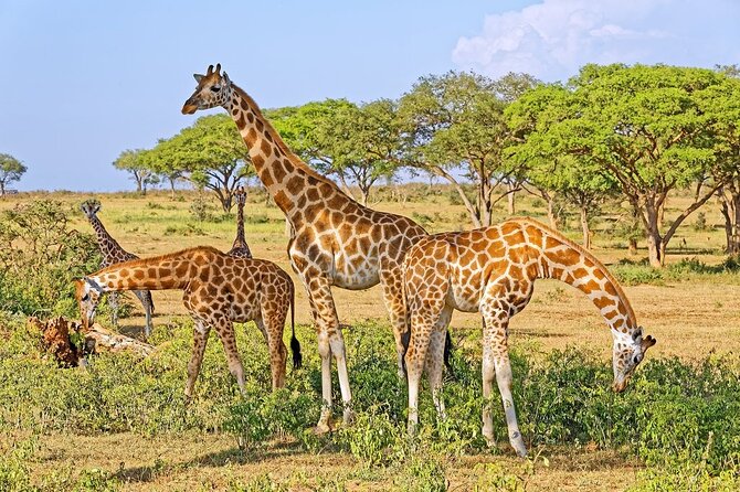 15-DAY Gorilla and Chimps Trekking, Big 5 and Nature Sighting Safari - Wildlife Experiences