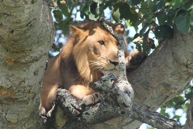 15-DAY Gorilla and Chimps Trekking, Big 5 and Nature Sighting Safari - Queen Elizabeth National Park