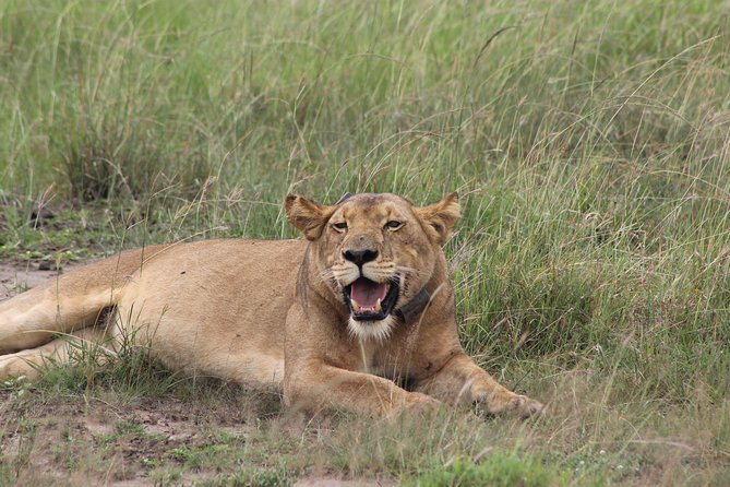 15-DAY Gorilla and Chimps Trekking, Big 5 and Nature Sighting Safari - Inclusions and Amenities