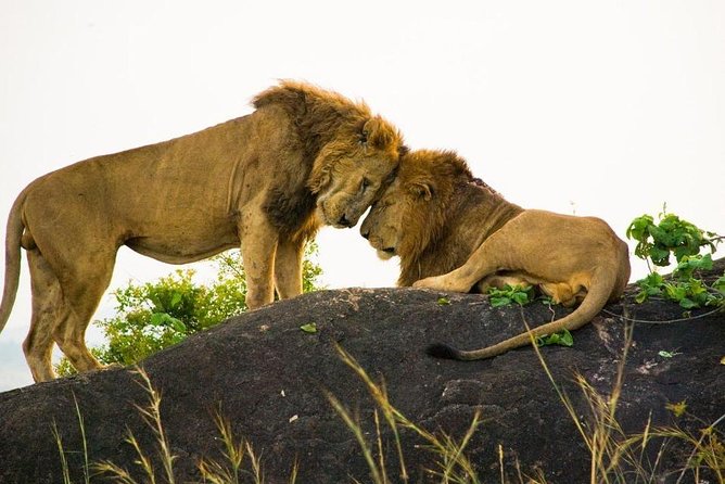 15 Day Gorillas, Chimps and Big 5 Safari Tour - Accessibility