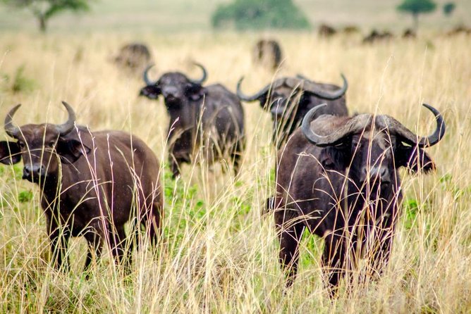 15 Day Gorillas, Chimps and Big 5 Safari Tour - Big 5 Safari