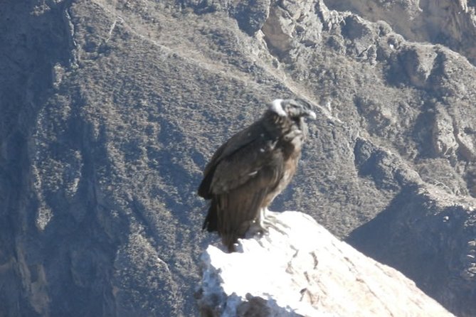 15-Day Tour of Peru Family Travel - Reviews and Feedback