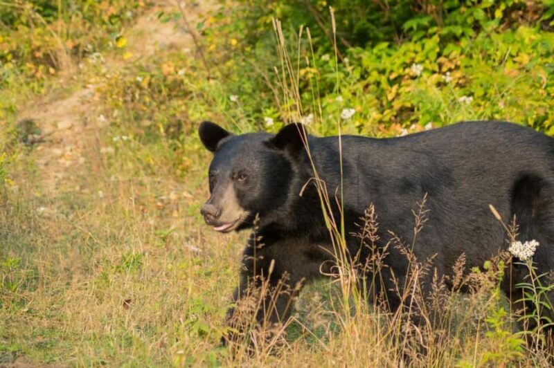15 min. Tadoussac : Black Bear Observation with Expert Guide - Key Points