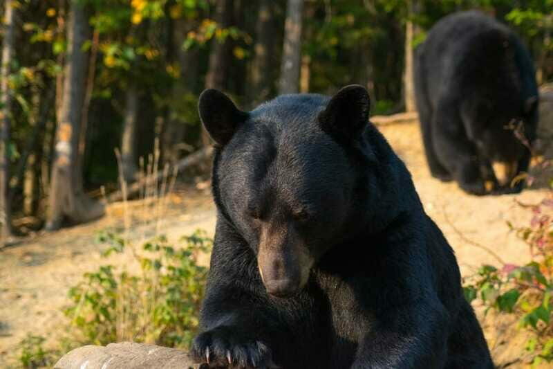 15 min. Tadoussac : Black Bear Observation with Expert Guide - The Experience’s Audience