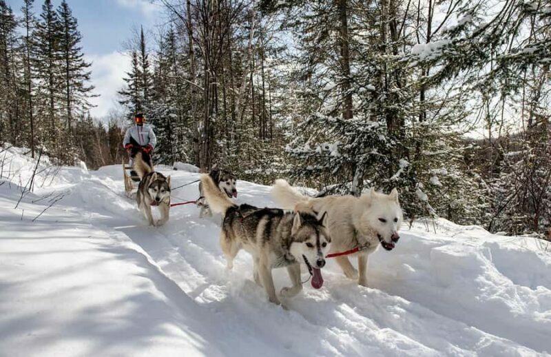 15 min. Tadoussac : Dog Sled Excursion in Saguenay Fjord - An In-Depth Look at the Dog Sled Experience