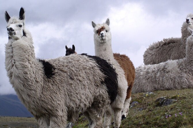 16-Day Ecuador Adventure: Andes, Amazon & Galapagos - Exploring the Andes