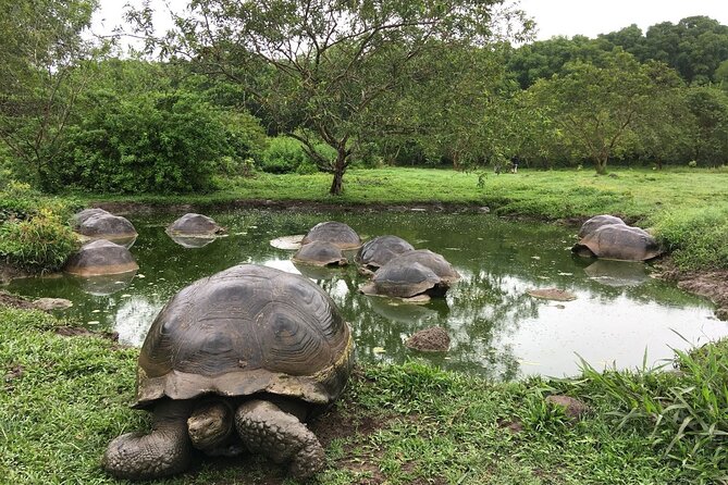 16-Day Ecuador Adventure: Andes, Amazon & Galapagos - Marveling at the Galapagos