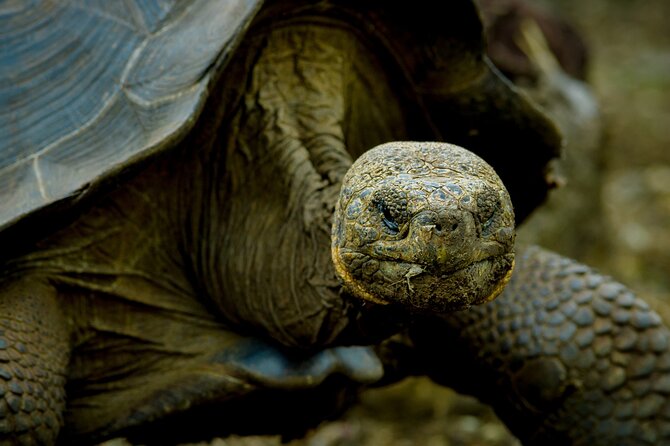 17-DAY Ecuador and Galapagos Islands Hidden Treasure With Boutique Style Hotels - Snorkeling at Los Tuneles