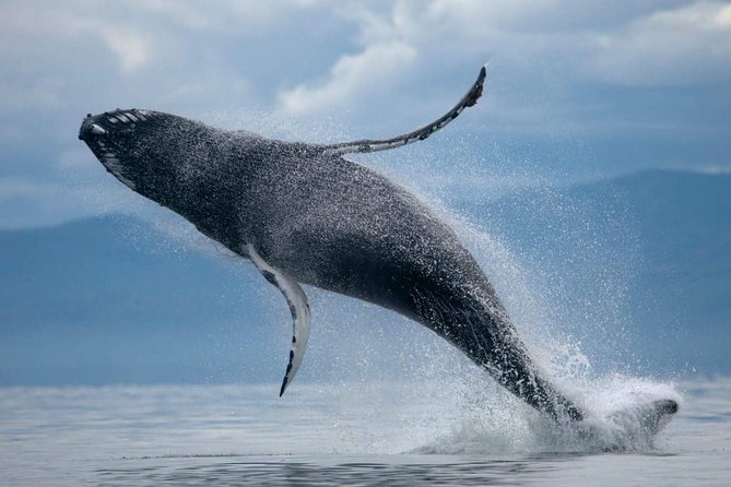 1hr ATV Adventure & Whale Watching Combination Tour From Reykjavik - Inclusions and Pricing