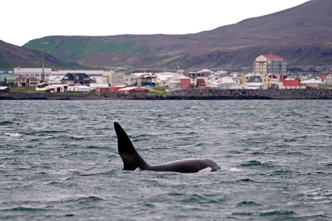 1hr ATV Adventure & Whale Watching Combination Tour From Reykjavik - ATV Adventure Highlights
