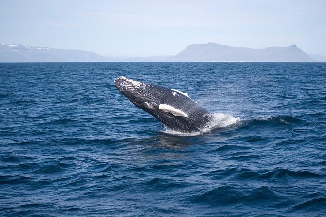 1hr ATV Adventure & Whale Watching Combination Tour From Reykjavik - Scenic Photo Opportunities