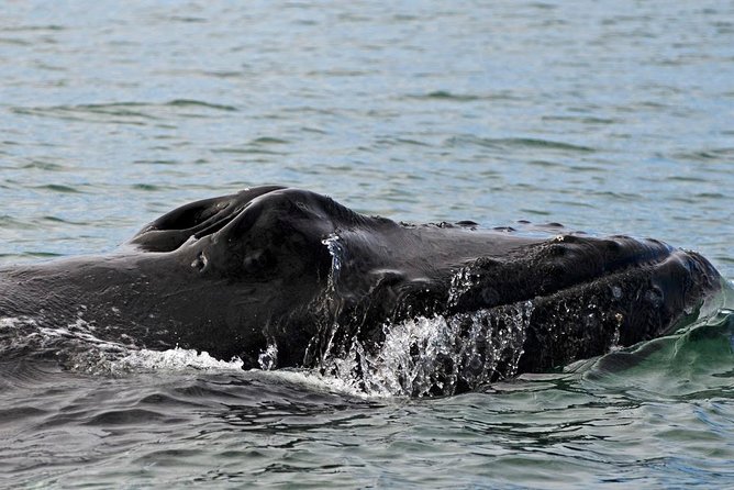 1hr ATV Adventure & Whale Watching Combination Tour From Reykjavik - Traveler Feedback