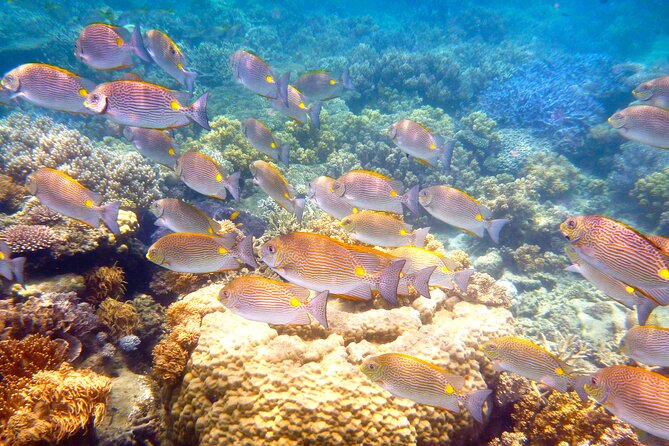 2 1/4 Hr Low Isles Reef Sprinter Snorkelling Tour - Tour Duration and Reviews