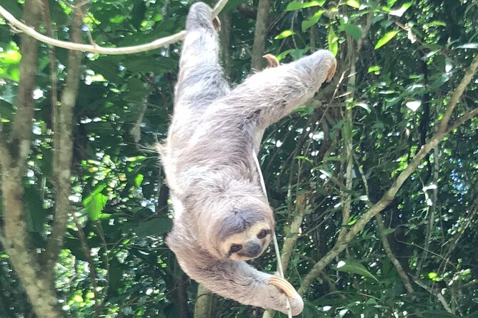 2-3-Hour Manuel Antonio Park Nature Guided Tour - Tour Features and Equipment